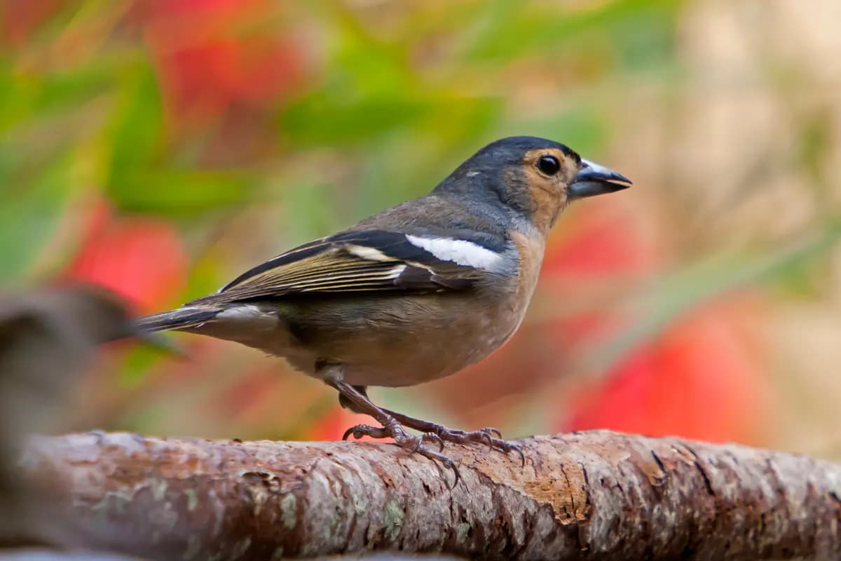 На Куршскую косу с посещением орнитологической станции (Куршская коса и орнитологическая станция (Зеленоградск))
