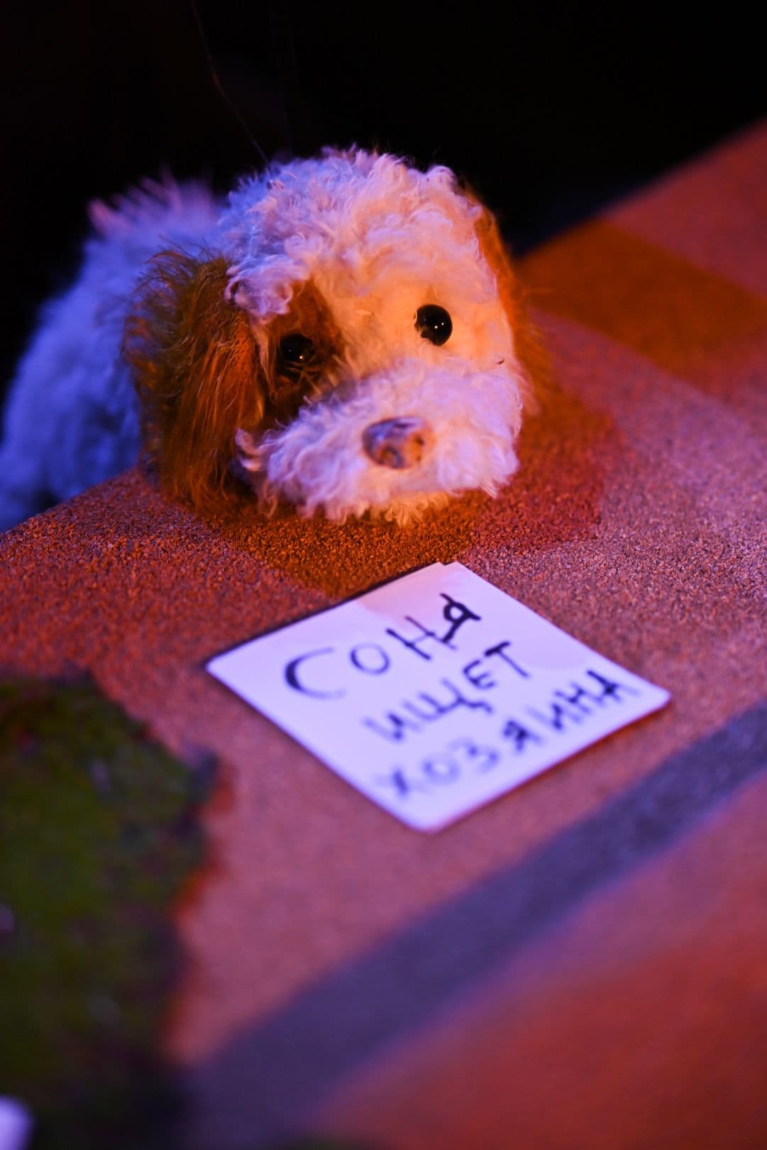 Умная собачка Соня