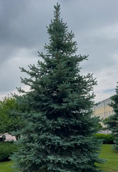 Хвойные стражи кремля: Экскурсия