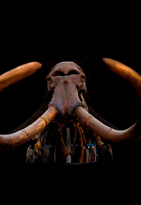 Входной билет на выставку "Живое прошлое земли"