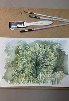 Акварельная зарисовка растений. Мастер-класс