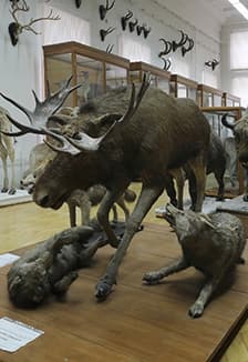 Экспозиция зоологического музея и гербария им. Э.А.Эверсмана