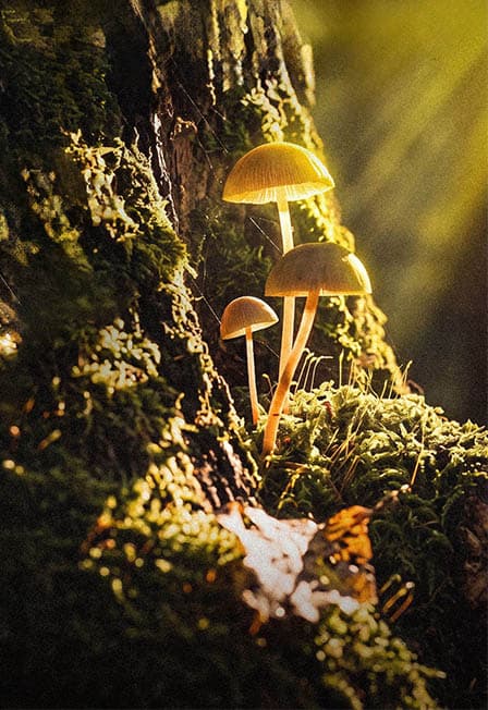 RRoom Rise