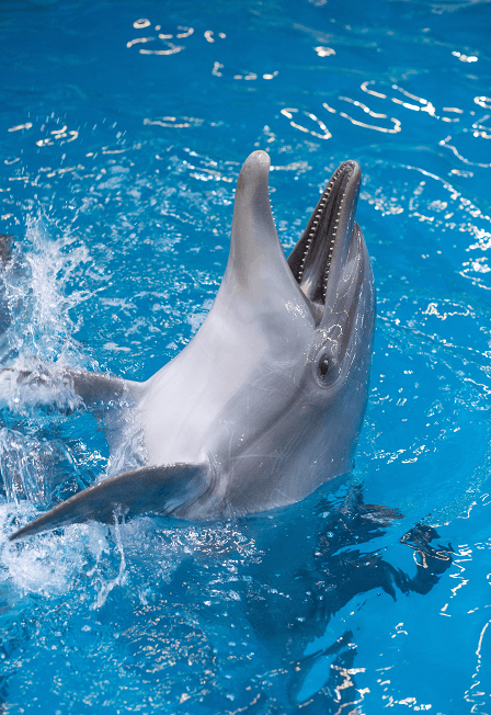 Шоу дельфинов