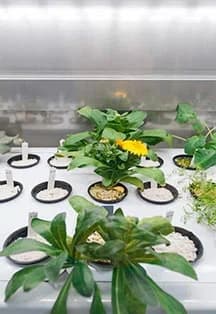 Флорариум. Как все устроено