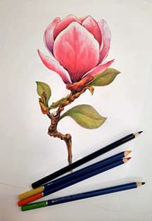 Зарисовки Карандашом. Магнолия. Музейное занятие