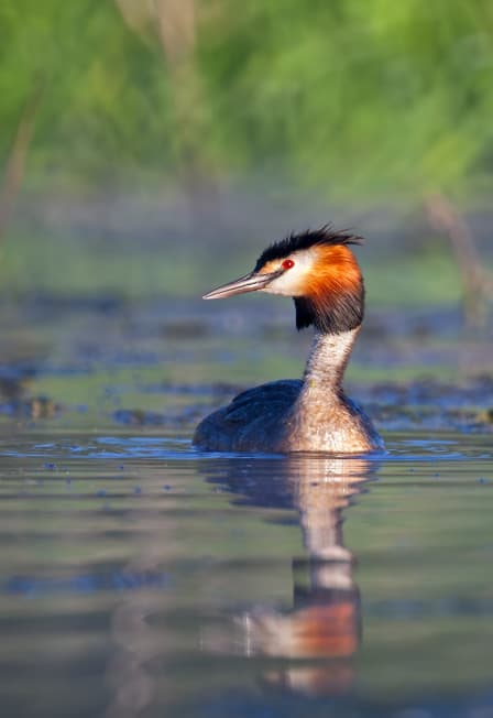 Встречаем птиц: Интерактивная программа