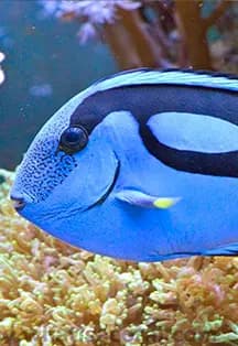 Океанариум