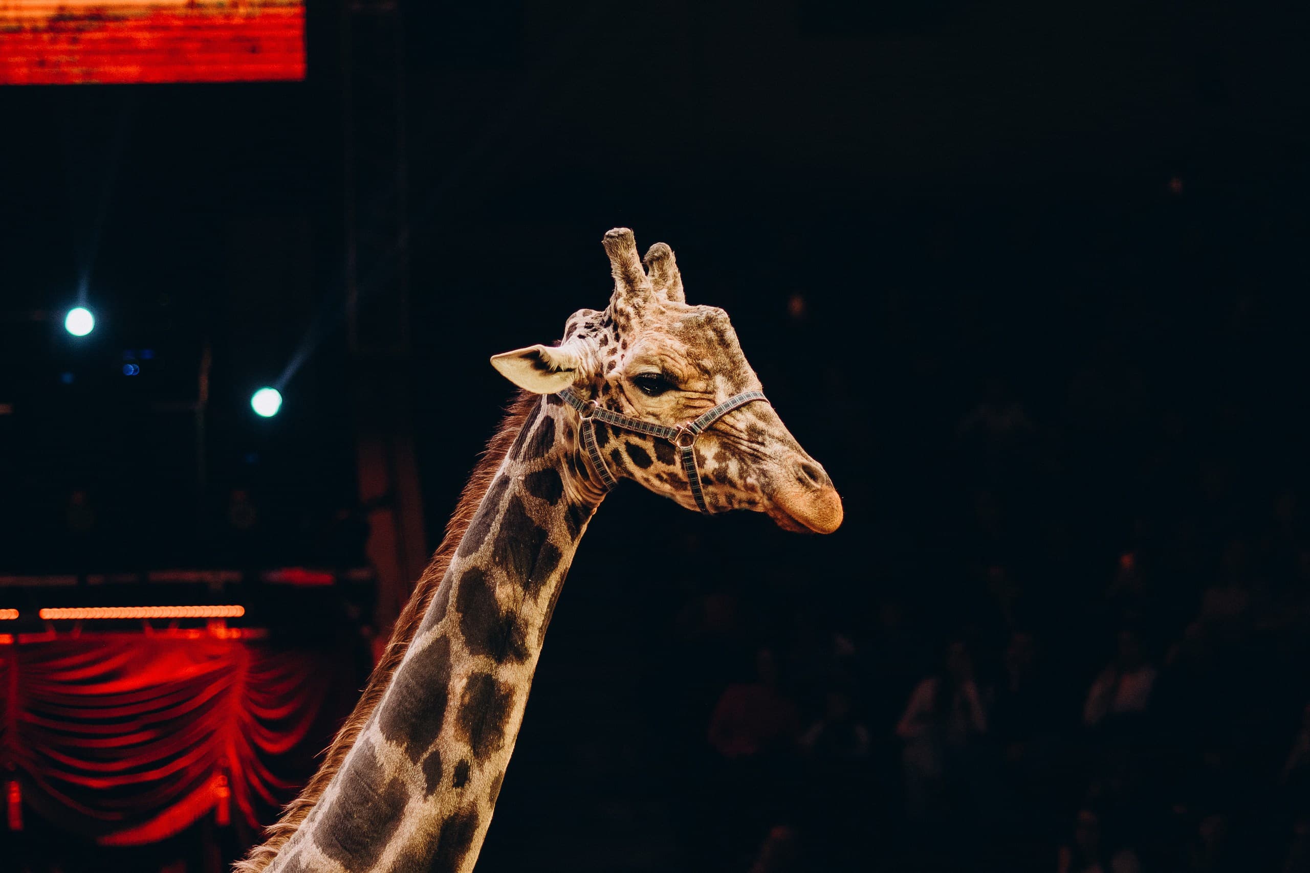 Жираф шоу (Цирк им. Олега Попова)