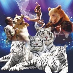 Королевство белых тигров