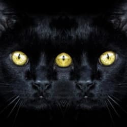 Легенды прусского кота